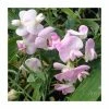 50-90cm Lathyrus latifolius 'Pink' | Everlasting Sweet Pea | 3L Pot