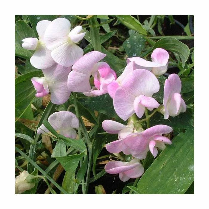 50-90cm Lathyrus latifolius 'Pink' | Everlasting Sweet Pea | 3L Pot 1 50-90cm Lathyrus latifolius 'Pink' | Everlasting Sweet Pea | 3L Pot