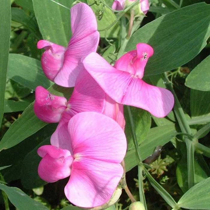 50-90cm Lathyrus latifolius 'Pink' | Everlasting Sweet Pea | 3L Pot 2 50-90cm Lathyrus latifolius 'Pink' | Everlasting Sweet Pea | 3L Pot - Image 2