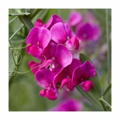 50-90cm Lathyrus latifolius 'Red' | Everlasting Sweet Pea | 3L Pot