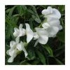50-90cm Lathyrus latifolius 'White' | Everlasting Sweet Pea | 3L Pot