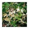 50-90cm Creeping Japanese Honeysuckle | Lonicera japonica 'Repens' | 3L Pot