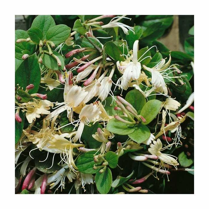 50-90cm Creeping Japanese Honeysuckle | Lonicera japonica 'Repens' | 3L Pot 1 50-90cm Creeping Japanese Honeysuckle | Lonicera japonica 'Repens' | 3L Pot