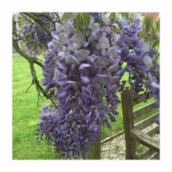 Wistera floribunda 'Russelliana' | 3L Pot