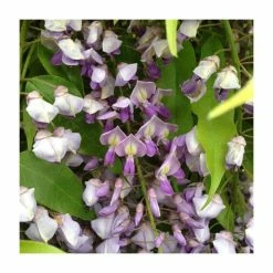 50-90cm Wisteria brachyboytrys 'Golden Dragon' | 3L Pot