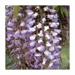 Wisteria floribunda 'Harlequin' | 3L Pot