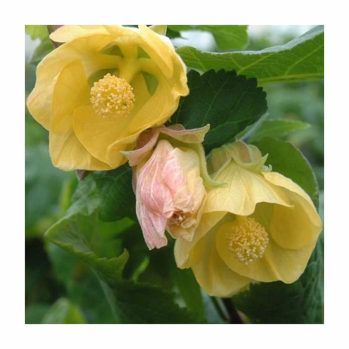 50-90cm Abutilon 'Canary Bird' | Indian Mallow | 3L Pot 1 50-90cm Abutilon 'Canary Bird' | Indian Mallow | 3L Pot