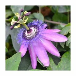 50-90cm Passiflora 'Purple Haze' | Semi-Evergreen Purple Passion Flower | 3L Pot
