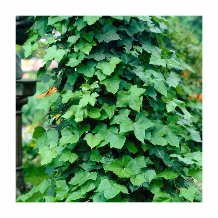 Evergreen Climbing Plant Collection | 3 x 3L Pots 2 Evergreen Climbing Plant Collection | 3 x 3L Pots - Image 2