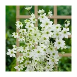 Evergreen Climbing Plant Collection | 3 x 3L Pots 8 Evergreen Climbing Plant Collection | 3 x 3L Pots -Bedding Plants Sales PL9538 add image 2 2752