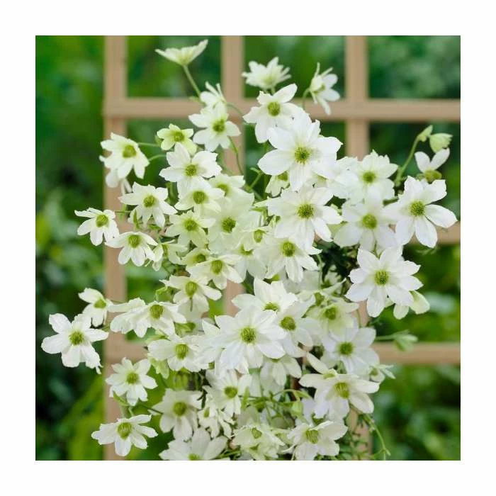 Evergreen Climbing Plant Collection | 3 x 3L Pots 3 Evergreen Climbing Plant Collection | 3 x 3L Pots - Image 3