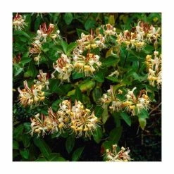 Evergreen Climbing Plant Collection | 3 x 3L Pots 10 Evergreen Climbing Plant Collection | 3 x 3L Pots -Bedding Plants Sales PL9538 add image 4 caed