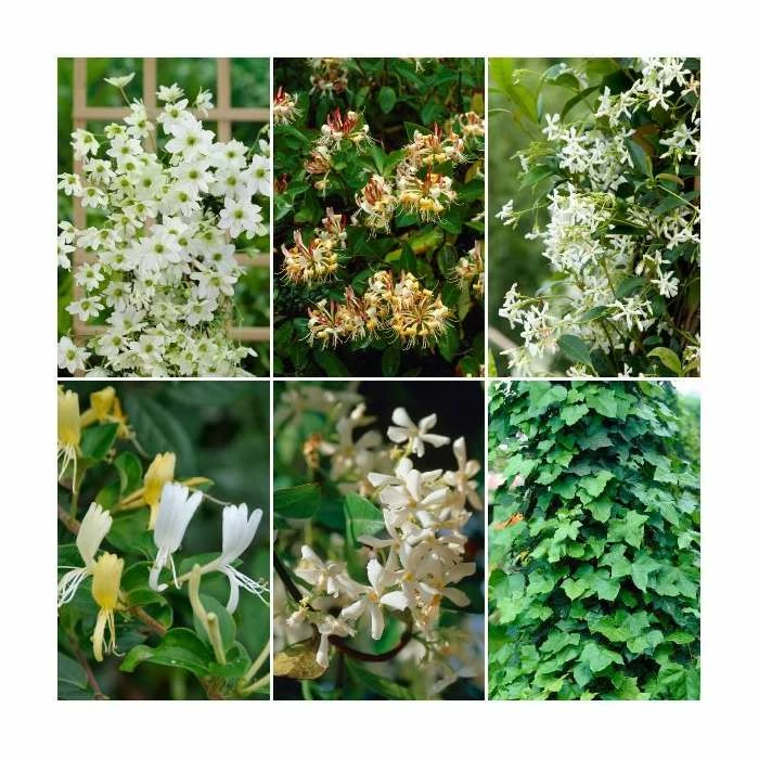 Evergreen Climbing Plant Collection | 3 x 3L Pots 1 Evergreen Climbing Plant Collection | 3 x 3L Pots