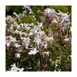 Scented Climbing Plant Collection | Jasmine and Honeysuckle Mix | 3 x 3L Pots -Bedding Plants Sales PL9539 add image 3 63b3