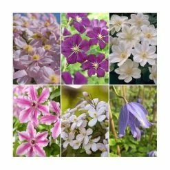 Full Season Clematis Collection | 3 x 3L Pots