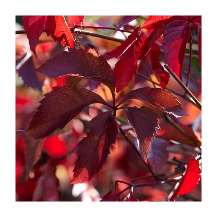 Virginia Creeper Collection | 4 x Parthenocissus Plants | 3L Pots 2 Virginia Creeper Collection | 4 x Parthenocissus Plants | 3L Pots - Image 2