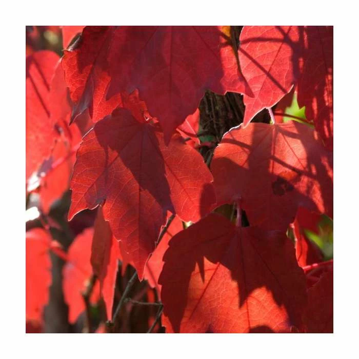 Virginia Creeper Collection | 4 x Parthenocissus Plants | 3L Pots 3 Virginia Creeper Collection | 4 x Parthenocissus Plants | 3L Pots - Image 3