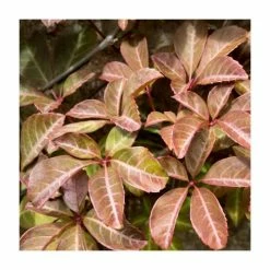 Virginia Creeper Collection | 4 x Parthenocissus Plants | 3L Pots 7 Virginia Creeper Collection | 4 x Parthenocissus Plants | 3L Pots -Bedding Plants Sales PL9542 add image 3 f206