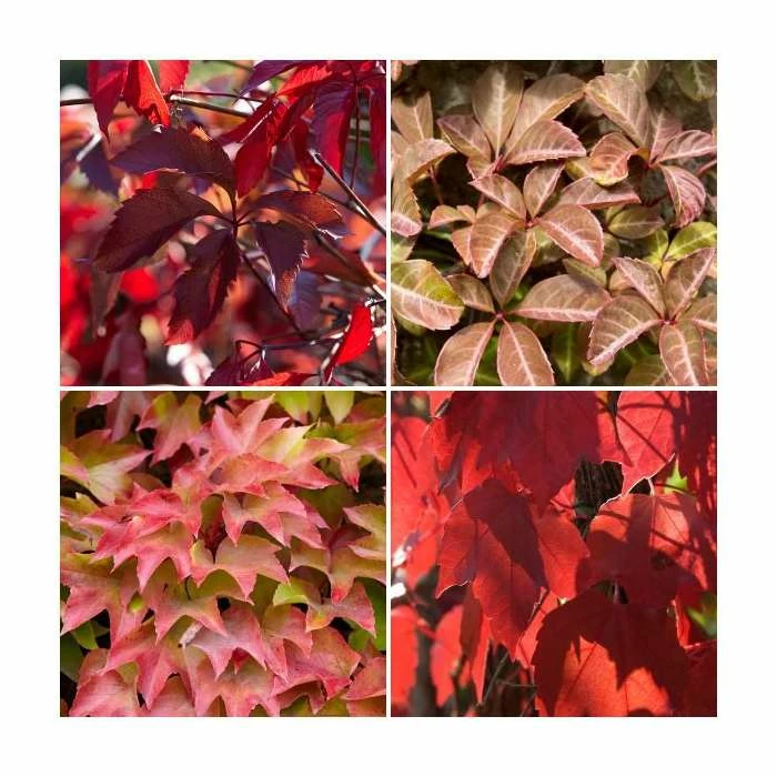 Virginia Creeper Collection | 4 x Parthenocissus Plants | 3L Pots 1 Virginia Creeper Collection | 4 x Parthenocissus Plants | 3L Pots