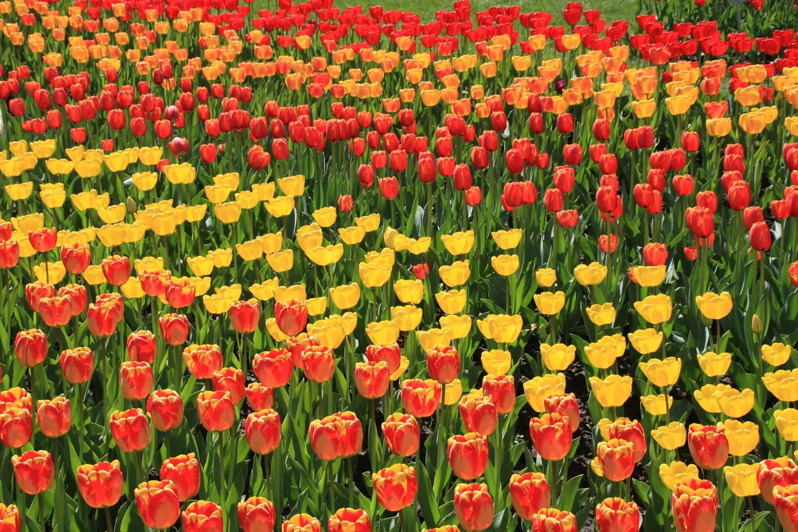 Bedding Plants Sales -Bedding Plants Sales Rows tulips field location