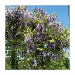 2-3ft Wisteria Floribunda 'Black Dragon' | 'Kokuryu' | 3L Pot -Bedding Plants Sales TR0335 add image 1 68f2