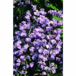 2-3ft Wisteria Floribunda 'Black Dragon' | 'Kokuryu' | 3L Pot -Bedding Plants Sales TR0335 add image 2 0137