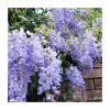 2-3ft Wisteria sinensis 'Blue Sapphire' | 3L Pot |