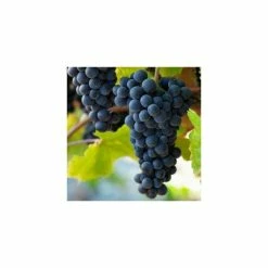 50-90cm 3ft 'Pinot Noir' Grape Vine | 3L Pot | Seedless | Outdoor