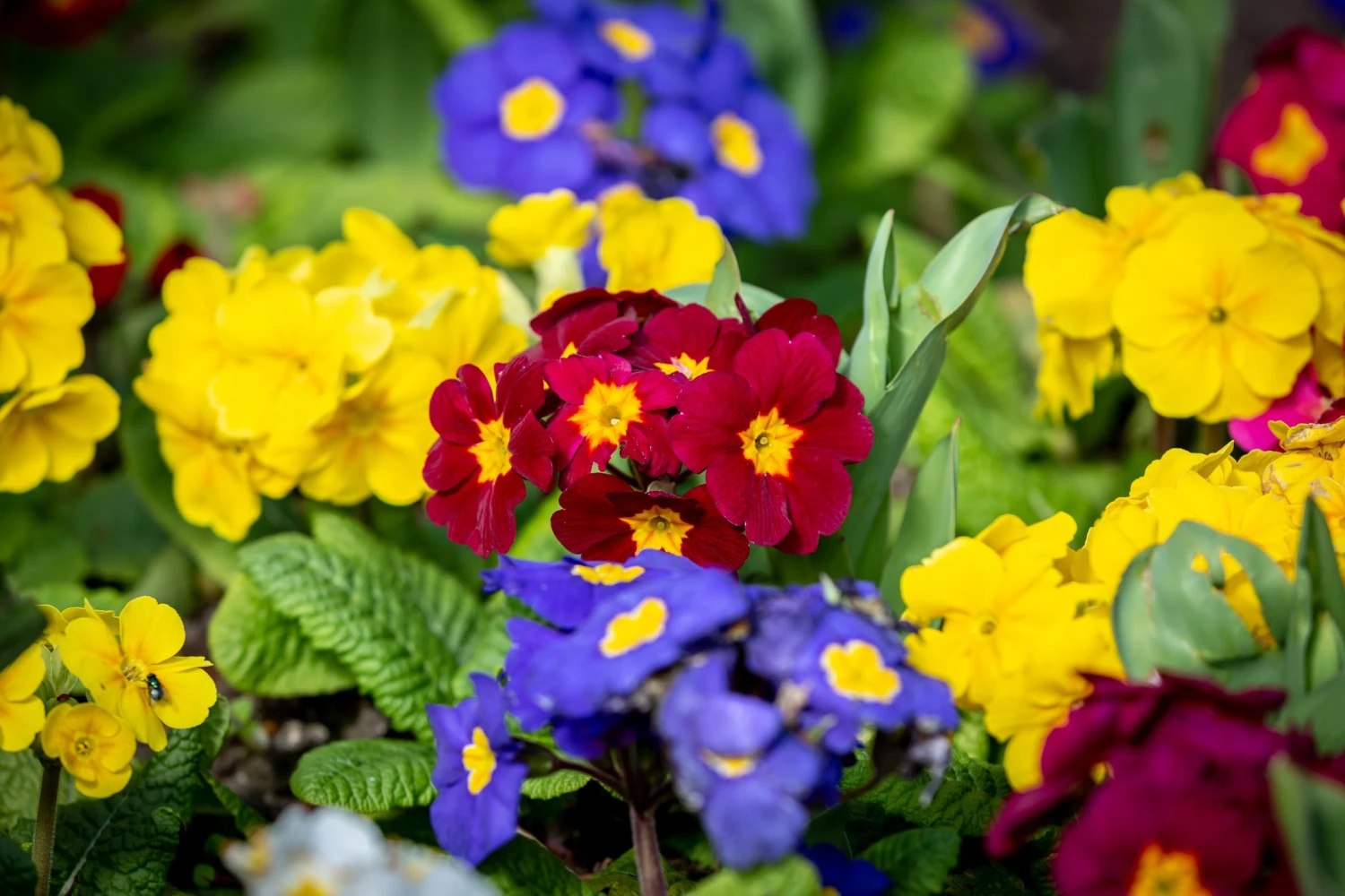 Bedding Plants Sales -Bedding Plants Sales bedding plants primula 1656196965